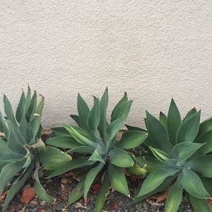 Meet your Posher, Jane